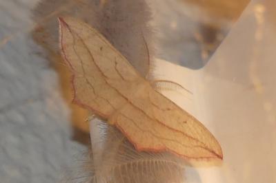 <i>Timandra comae</i>