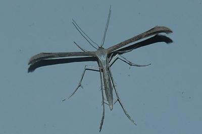 <i>Emmelina</i>