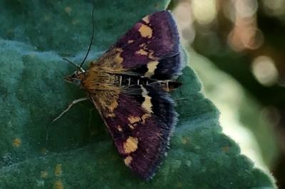 <i>Pyrausta aurata</i>