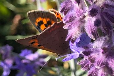 <i>Lycaena phlaeas</i>