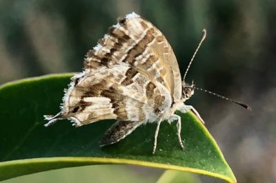 <i>Cacyreus marshalli</i>
