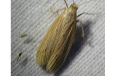 <i>Ematheudes punctella</i>