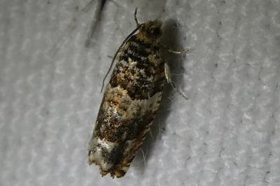 <i>Epinotia abbreviana</i>