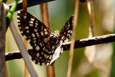 <i>Chiasmia clathrata</i>