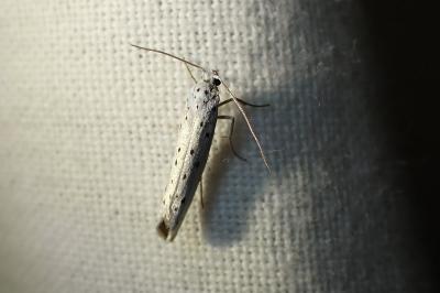 <i>Yponomeuta</i>