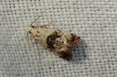 <i>Cochylis hybridella</i>