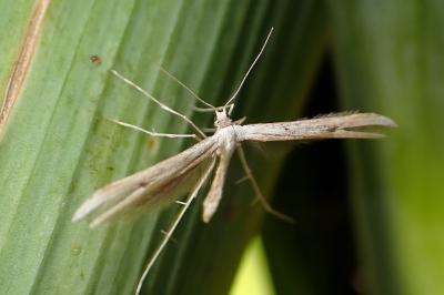 <i>Emmelina argoteles/monodactyla</i>