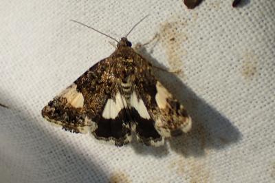 <i>Tyta luctuosa</i>