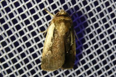 <i>Ochropleura plecta</i>