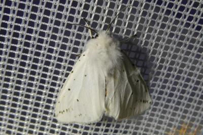 <i>Spilosoma lubricipeda</i>