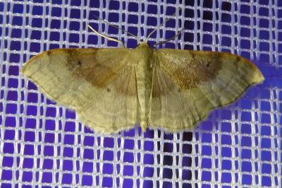 <i>Idaea degeneraria</i>