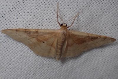 <i>Idaea degeneraria</i>