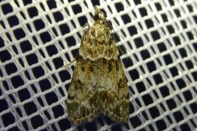 <i>Eudonia mercurella</i>
