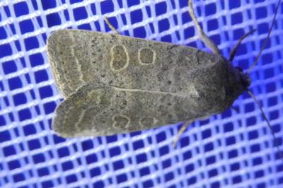 <i>Hoplodrina ambigua</i>