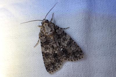 <i>Acronicta rumicis</i>