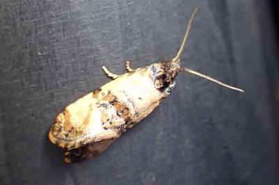 <i>Cochylis molliculana</i>