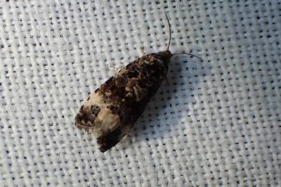 <i>Endothenia</i>