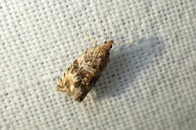<i>Celypha lacunana</i>