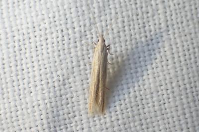 <i>Coleophora</i>