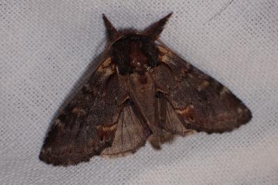 <i>Notodonta dromedarius</i>
