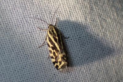 <i>Emmelia trabealis</i>