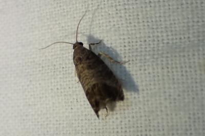 <i>Cydia pomonella</i>