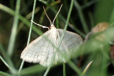<i>Idaea subsericeata</i>
