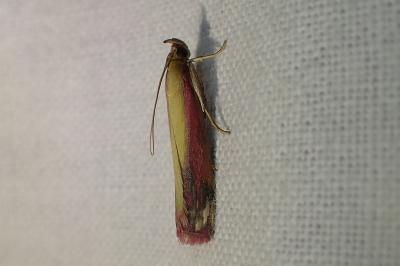 <i>Oncocera semirubella</i>