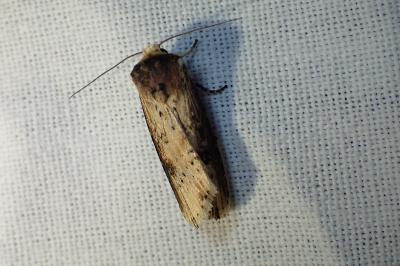 <i>Axylia putris</i>