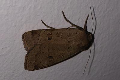 <i>Noctua comes</i>