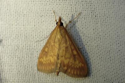 <i>Ostrinia nubilalis</i>