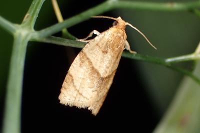 <i>Clepsis rurinana</i>