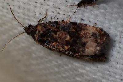 <i>Endothenia</i>