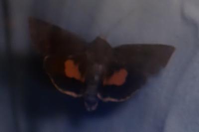 <i>Noctua janthina</i>