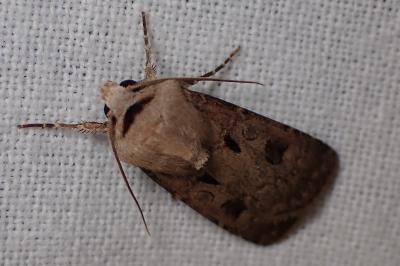 <i>Agrotis exclamationis</i>