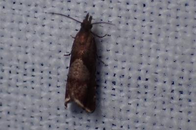 <i>Dichrorampha</i>