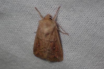 <i>Mythimna albipuncta</i>