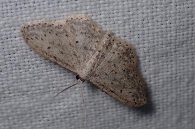 <i>Idaea seriata</i>