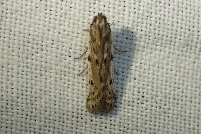 <i>Phycitodes</i>
