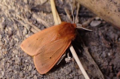 <i>Phragmatobia fuliginosa</i>