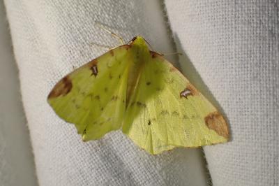 <i>Opisthograptis luteolata</i>