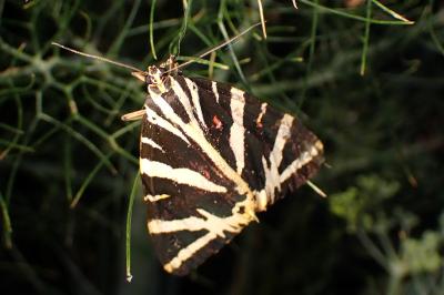 <i>Euplagia quadripunctaria</i>