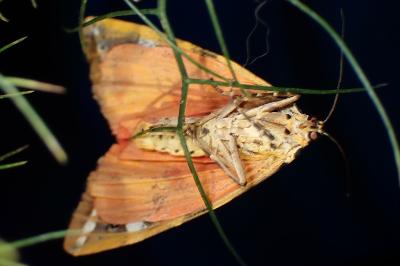 <i>Euplagia quadripunctaria</i>