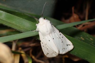 <i>Spilosoma lubricipeda</i>