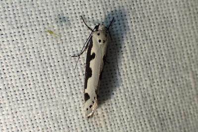 <i>Ethmia bipunctella</i>