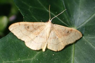<i>Idaea rubraria</i>