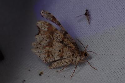 <i>Macaria alternata</i>