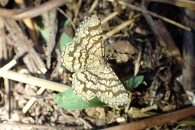 <i>Chiasmia clathrata</i>