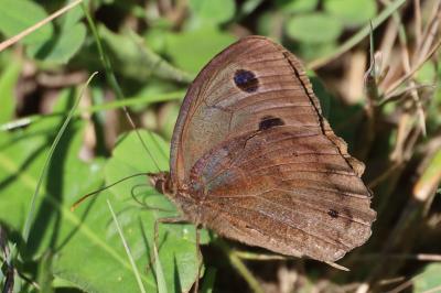 <i>Minois dryas</i>
