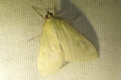 <i>Sitochroa palealis</i>